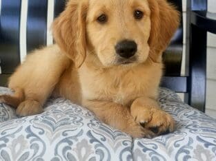 AKC Golden Retriever Puppies