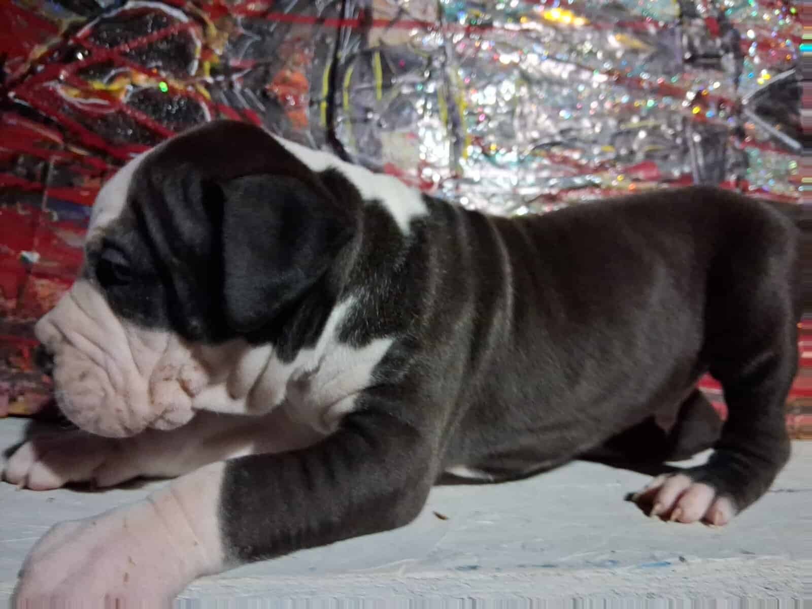 Cute pitbull pups image 10