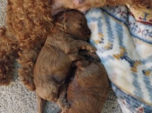 Cavapoo puppies! Ready for you to love!