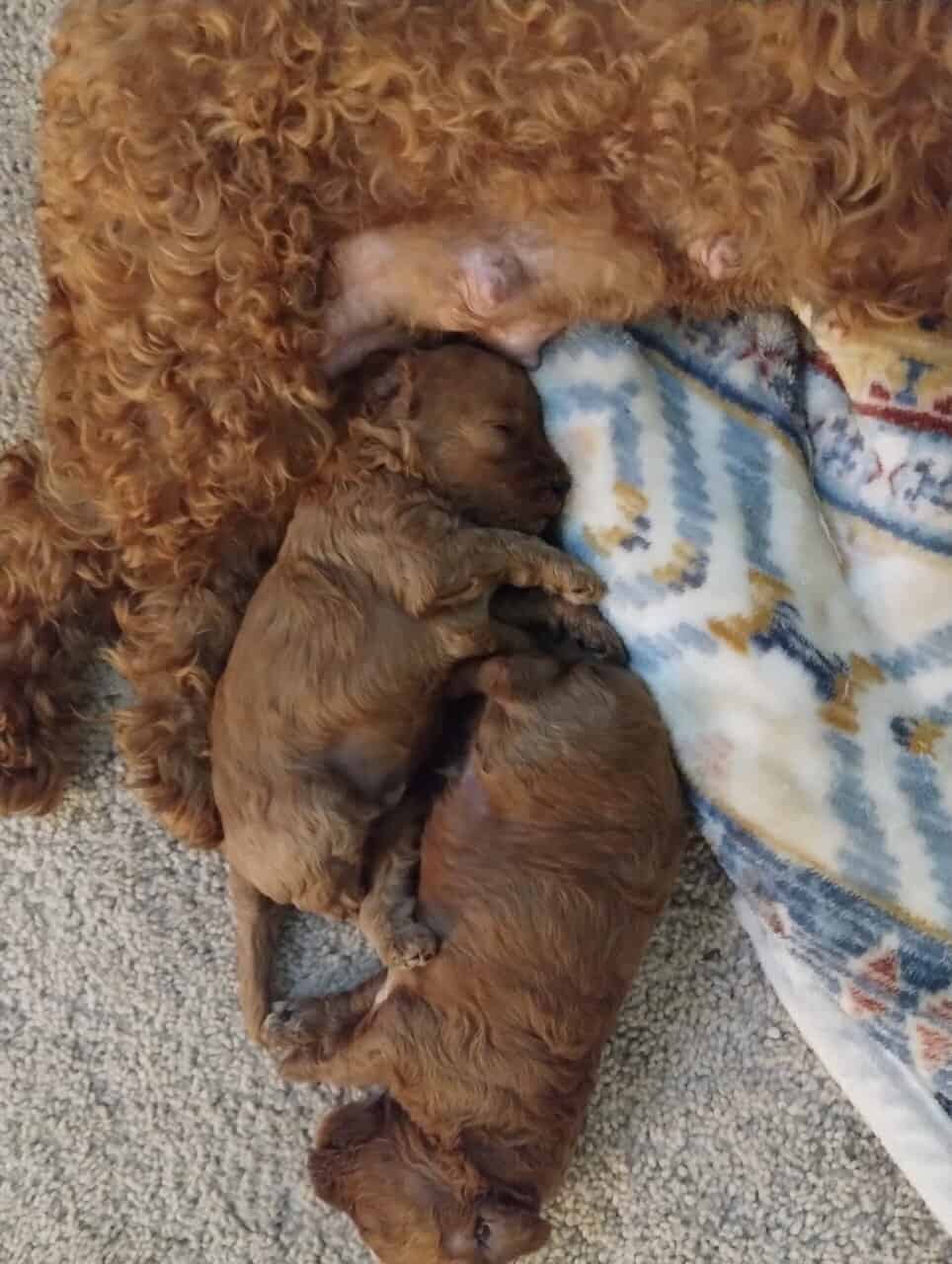 Cavapoo puppies! Ready for you to love! image 1