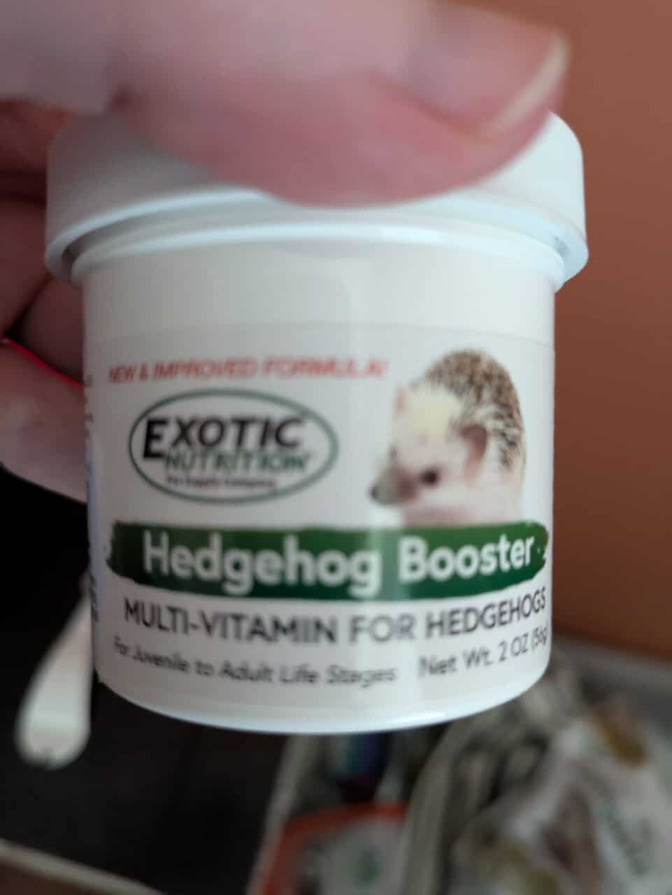 6 Month Old Female Hedgehog image 2