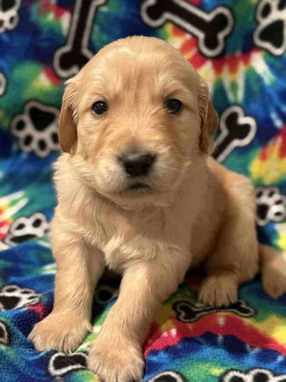 Golden Retriever Puppies image 1