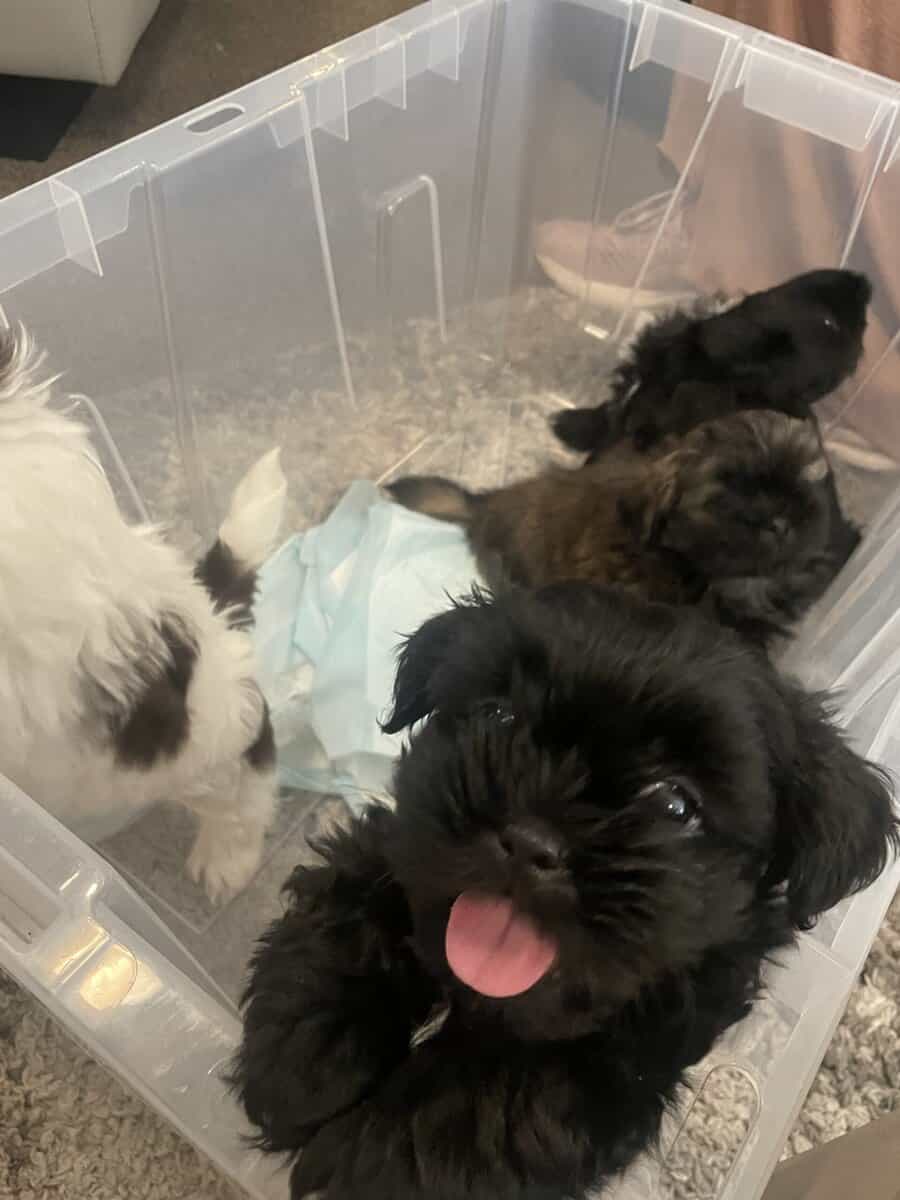 2 Boys Pure Bred Shih Tzus image 1