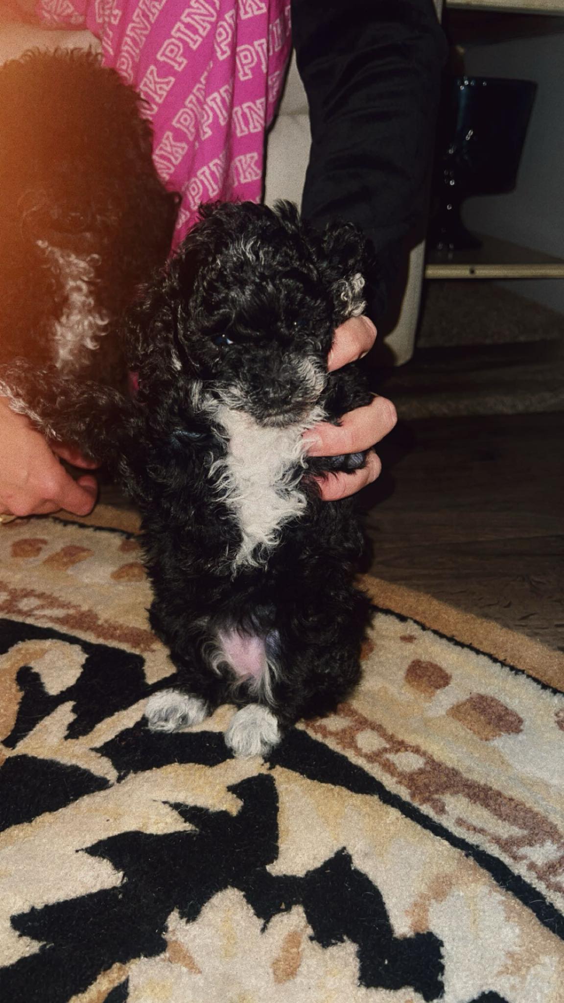 Teacup female poodle image 2