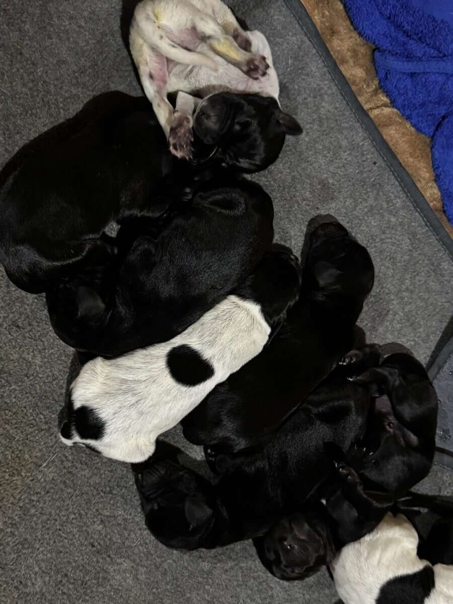 German Shorthair Pointer Litter image 2