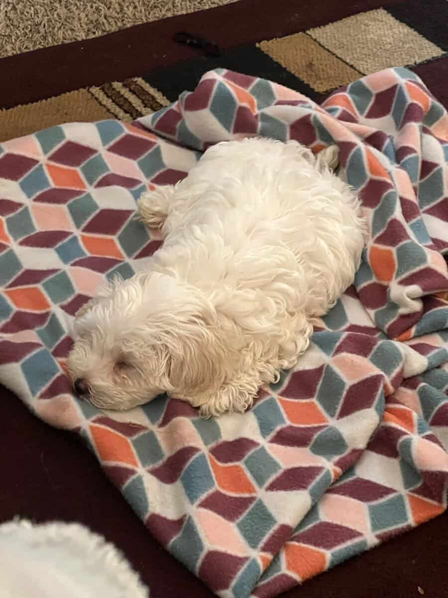 1 year old Maltese image 2