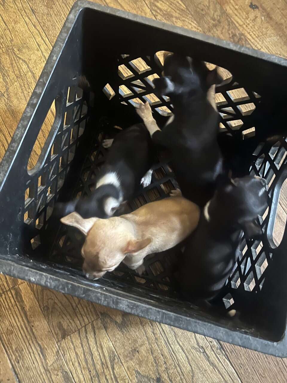 🐶 Chihuahua Puppies image 6