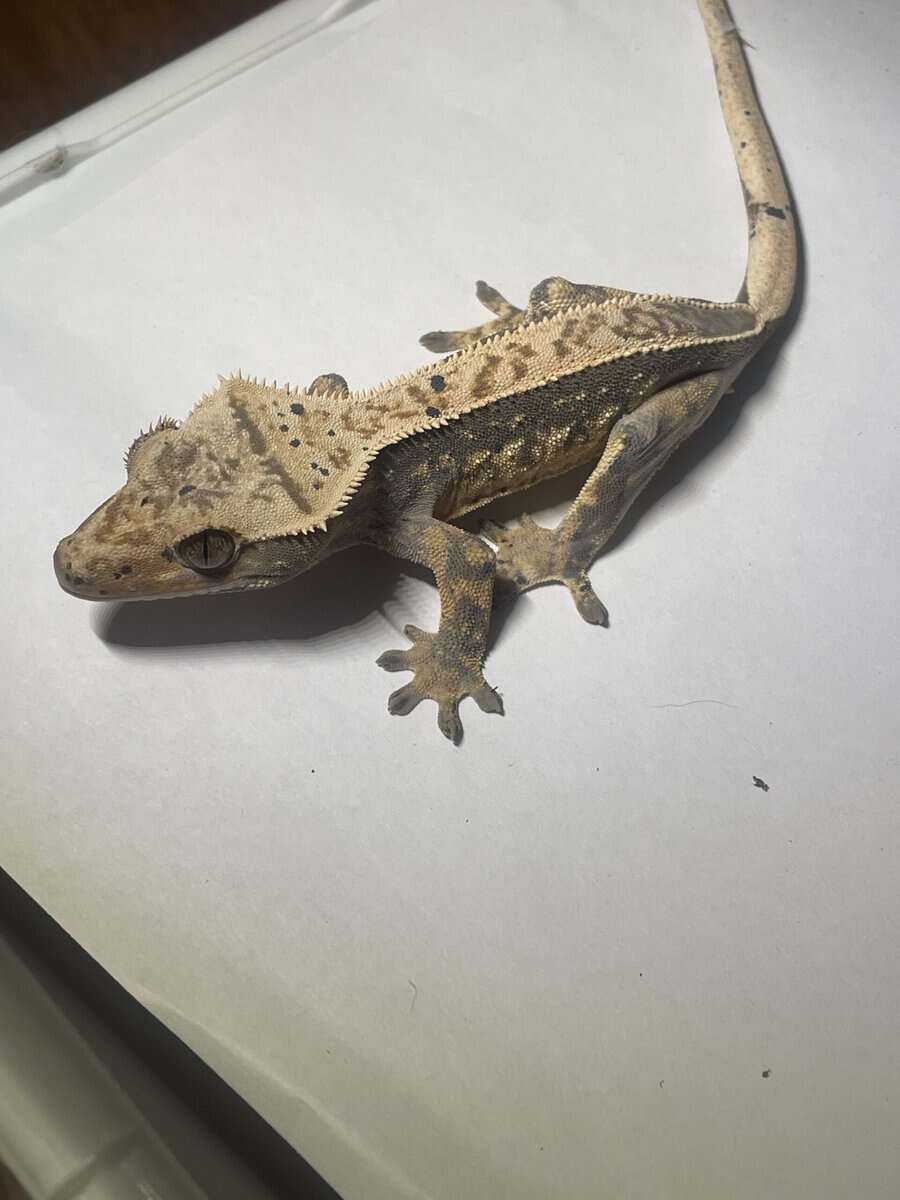 Crested gecko male 19g image 3