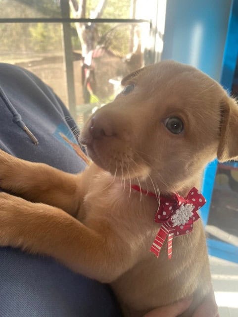 Rehoming Female Puppy image 2