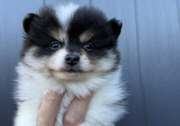 Pomeranian puppies