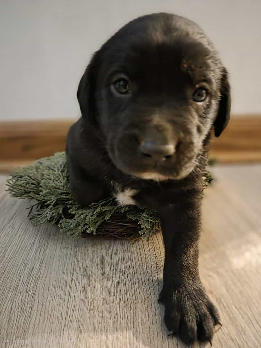 Labrador puppies image 1