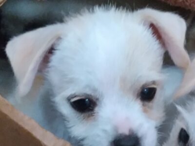 White and tan jack schnauzer