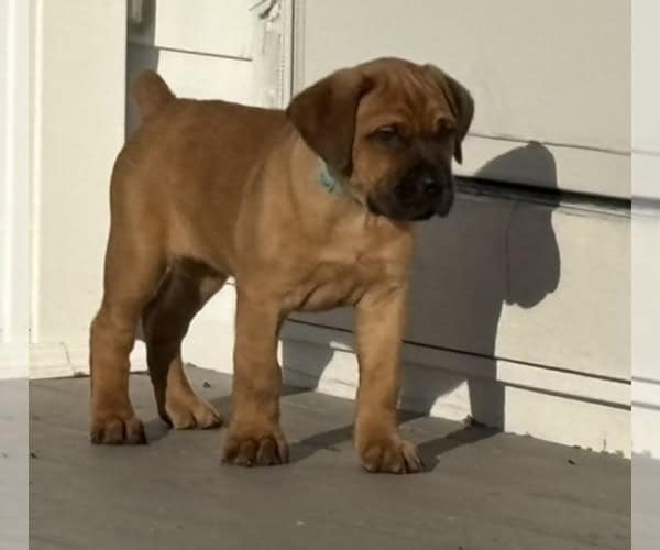 Boerboel–Cane Corso Puppies -- Ready to go! image 11