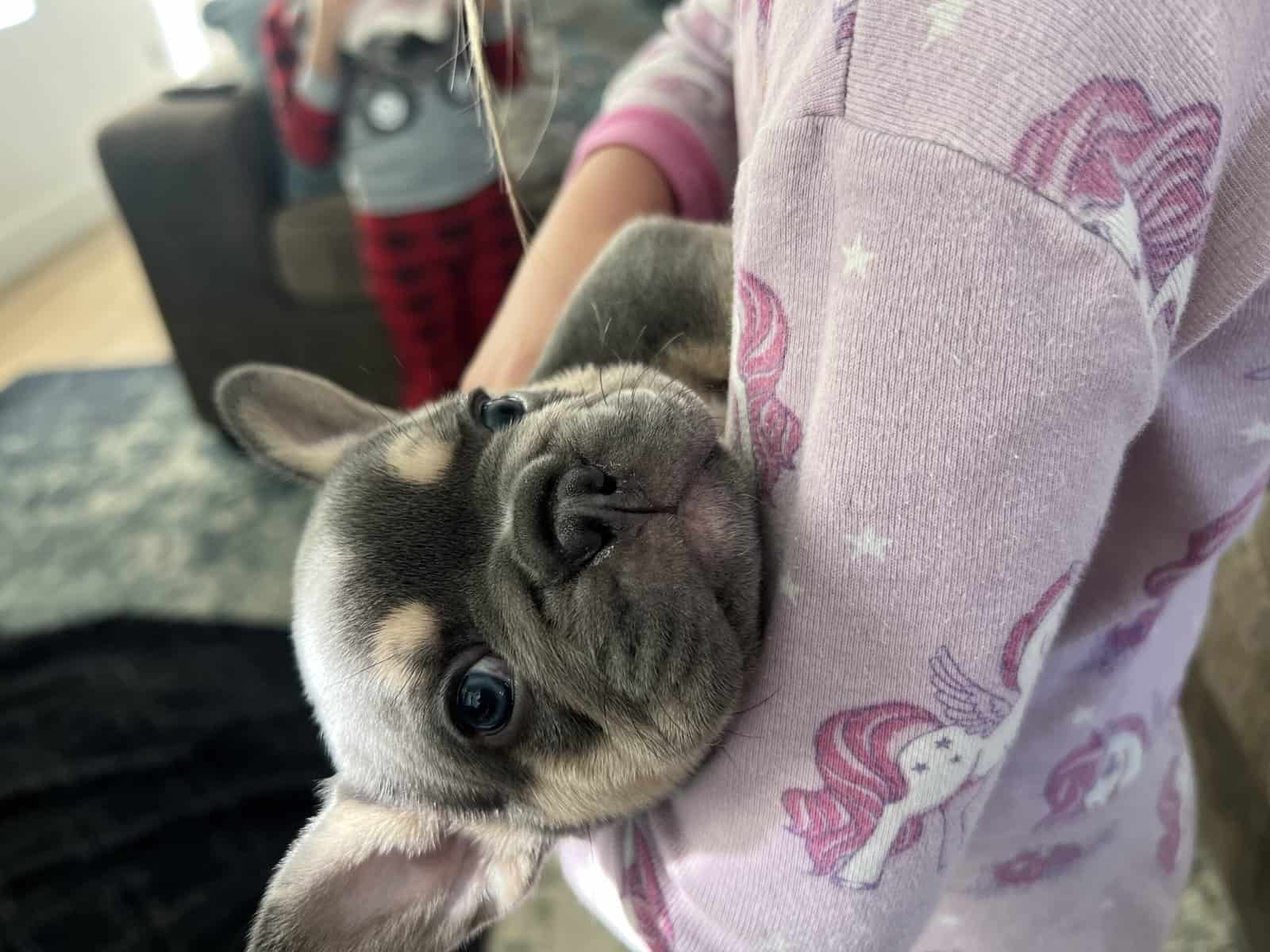 French Bulldog Puppies image 5