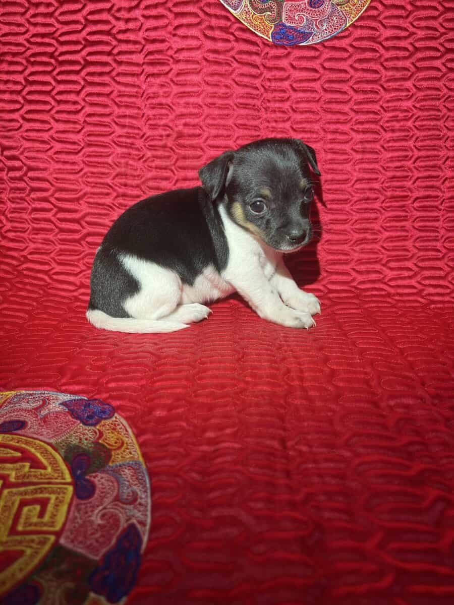 Chihuahua Puppies image 5