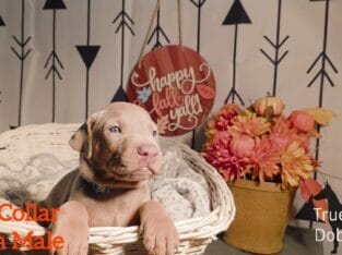 PUREBRED REGISTERED DOBERMAN PUPPY (TEAL COLLAR)