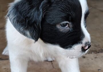 American Bullador Puppies