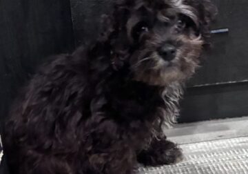 14 week old cockapoo