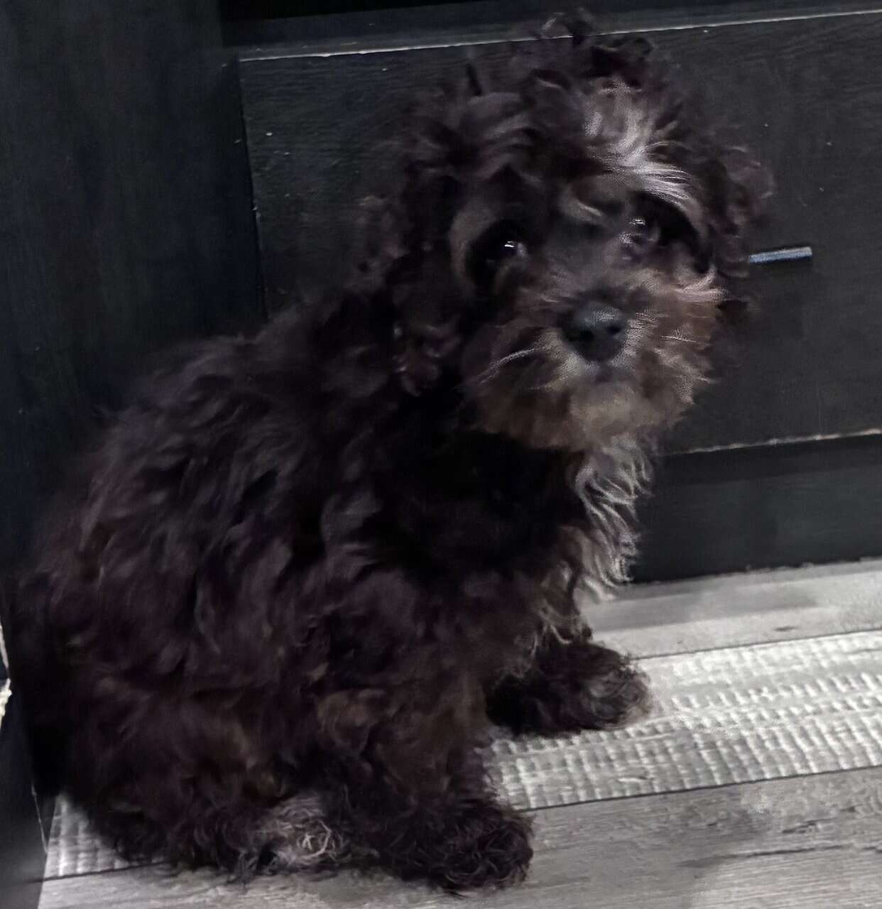 14 week old cockapoo image 1