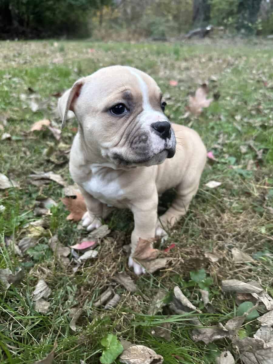 Thor (Champion Bloodline) image 12