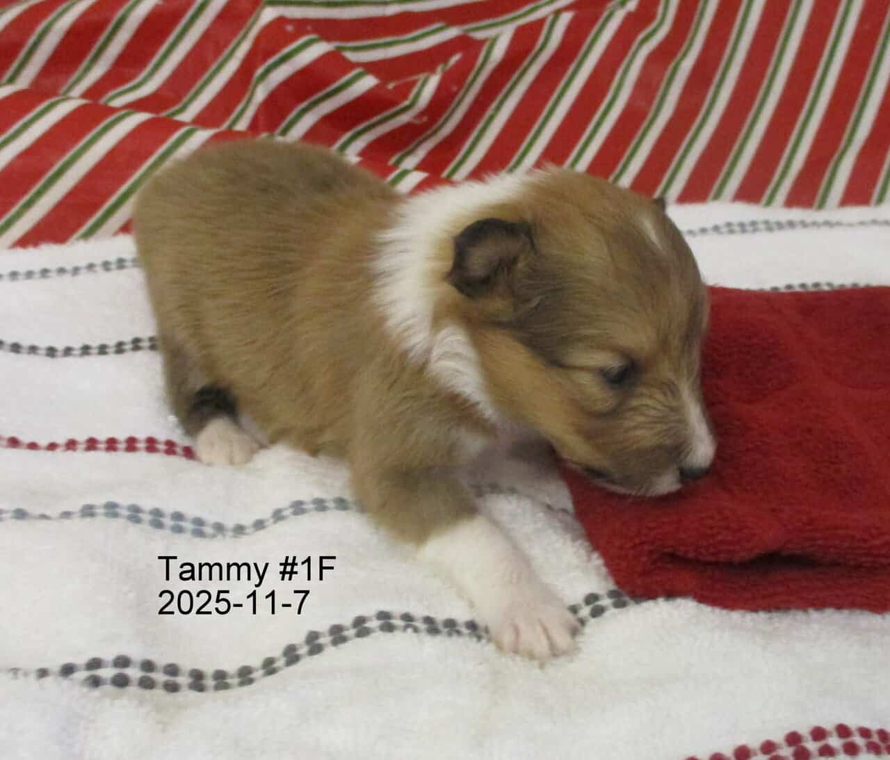 AKC Shetland Sheep Dog Puppies image 5