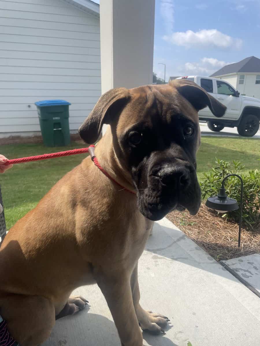 BullMastiff image 4