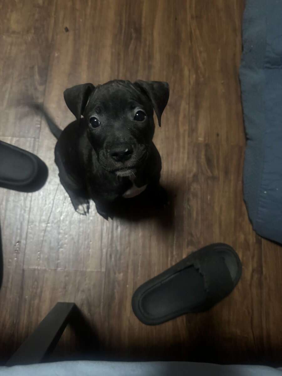 Pitbull Puppies image 12