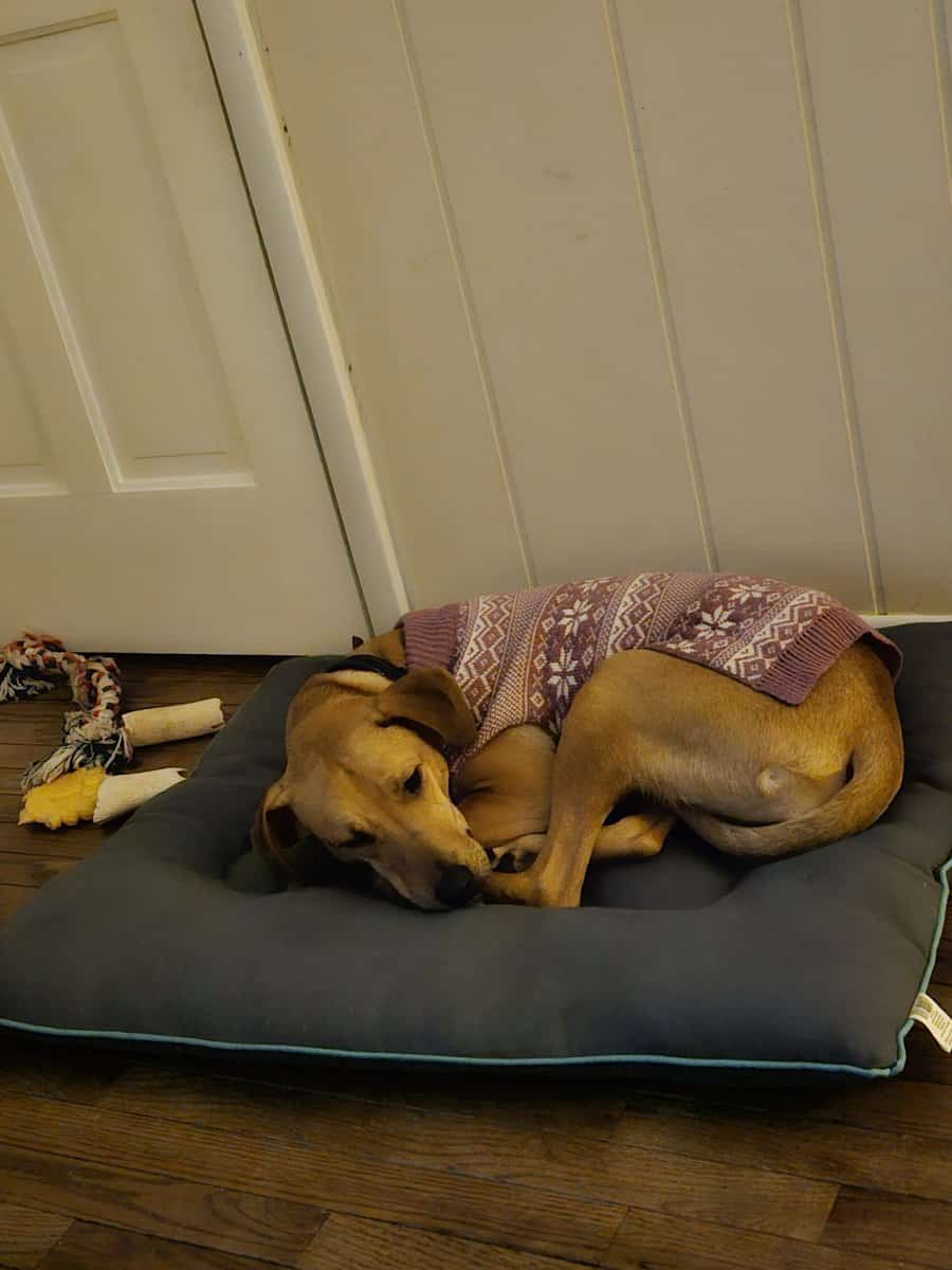 Rehoming a Beautiful Black Mouth Cur image 3