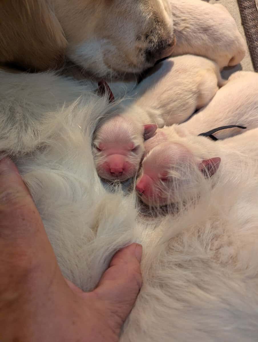 English lines/ Golden Retrievers image 2