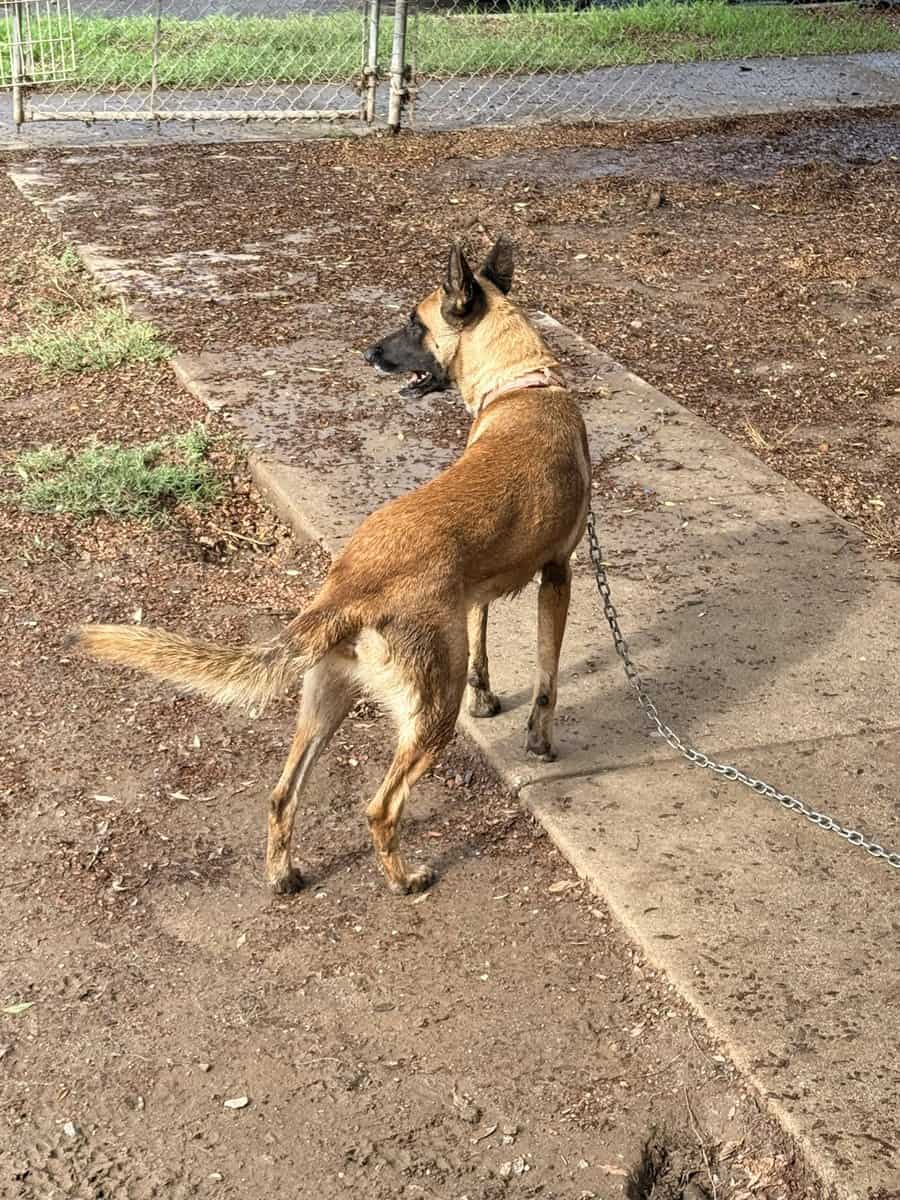 Belgian Malinois/ German Shepherd image 4
