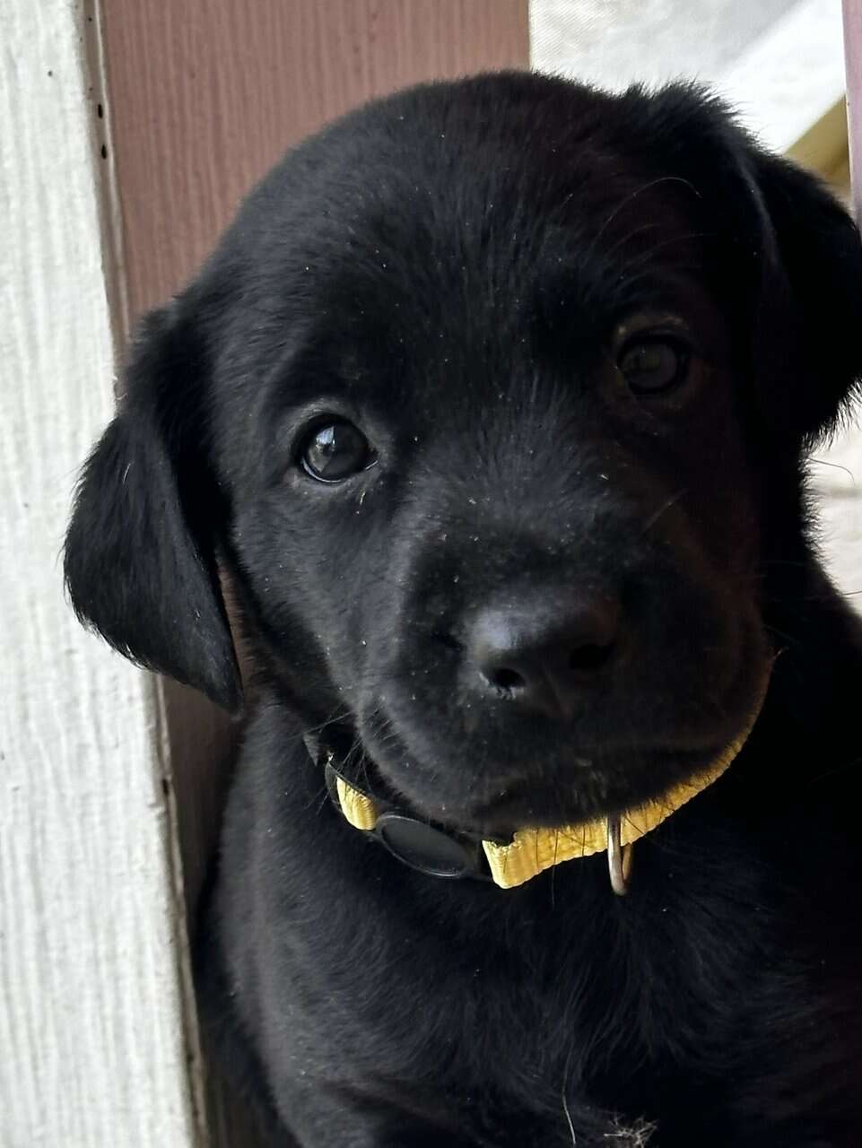 Labrador puppies image 1