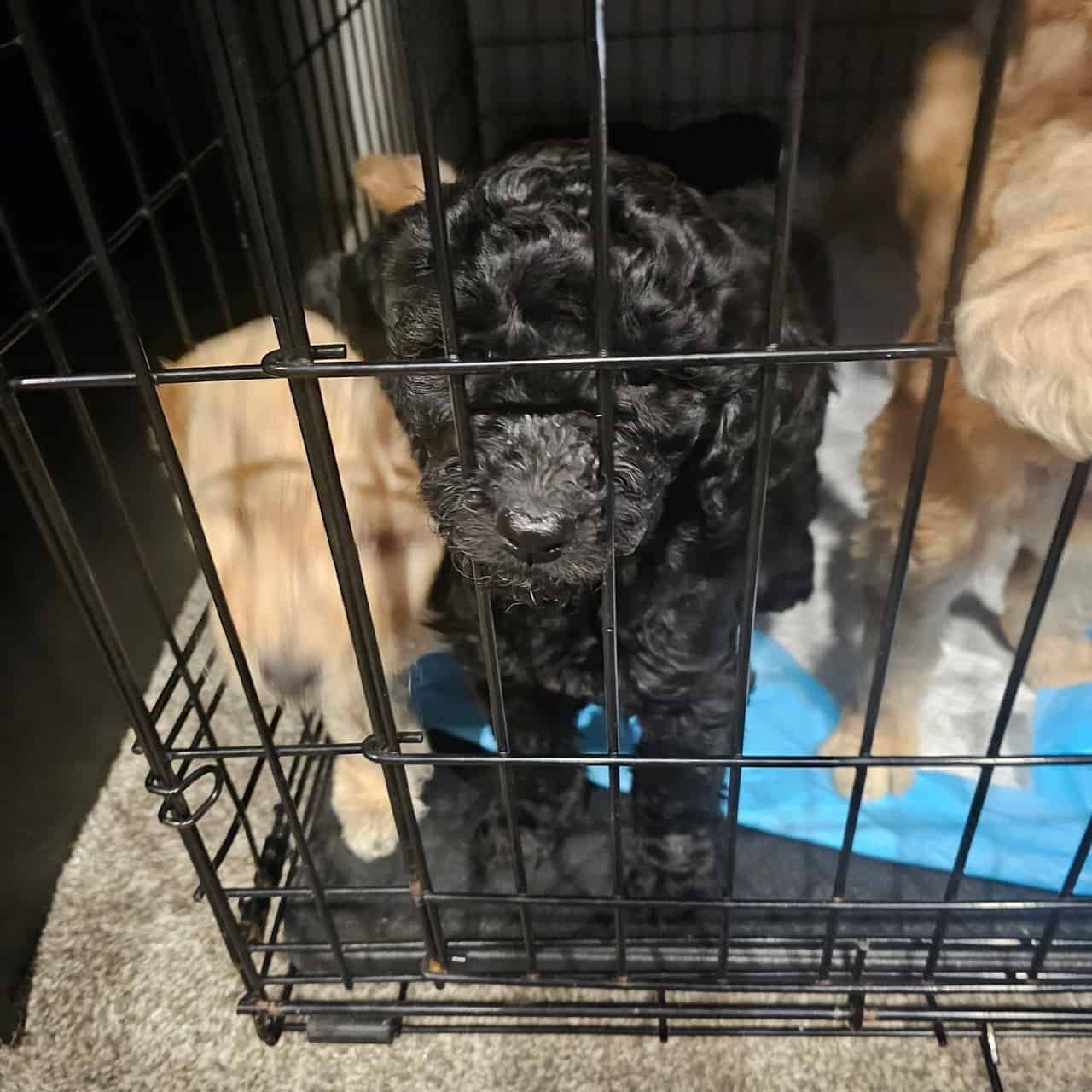 Goldendoodle puppies image 3