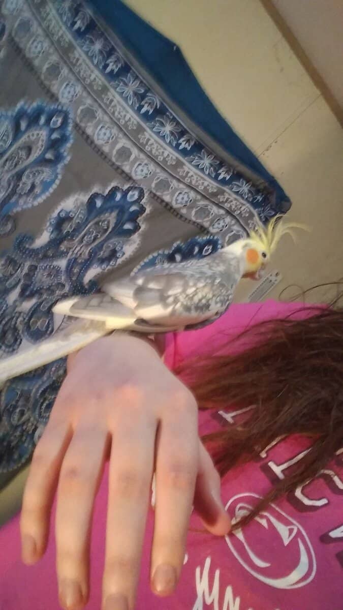 Friendly Male Cockatiel image 4
