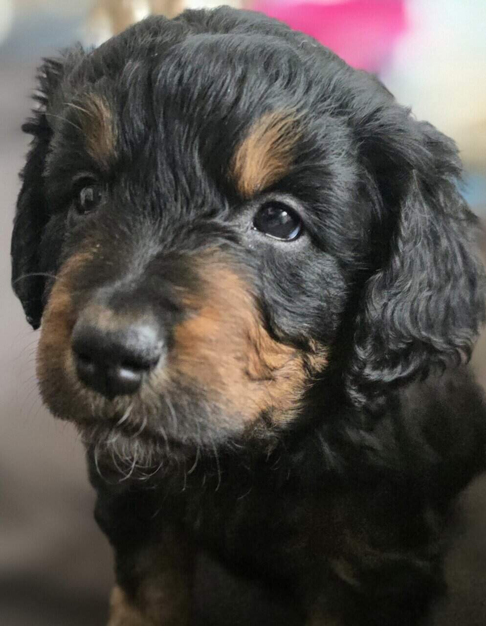 Golden Bernadoodle Puppies image 3