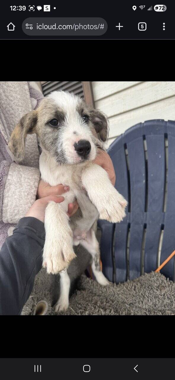 Free Blue nose pit and Golden doodle puppies image 14