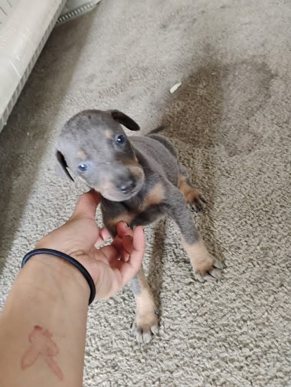 Doberman pinscher puppies image 2