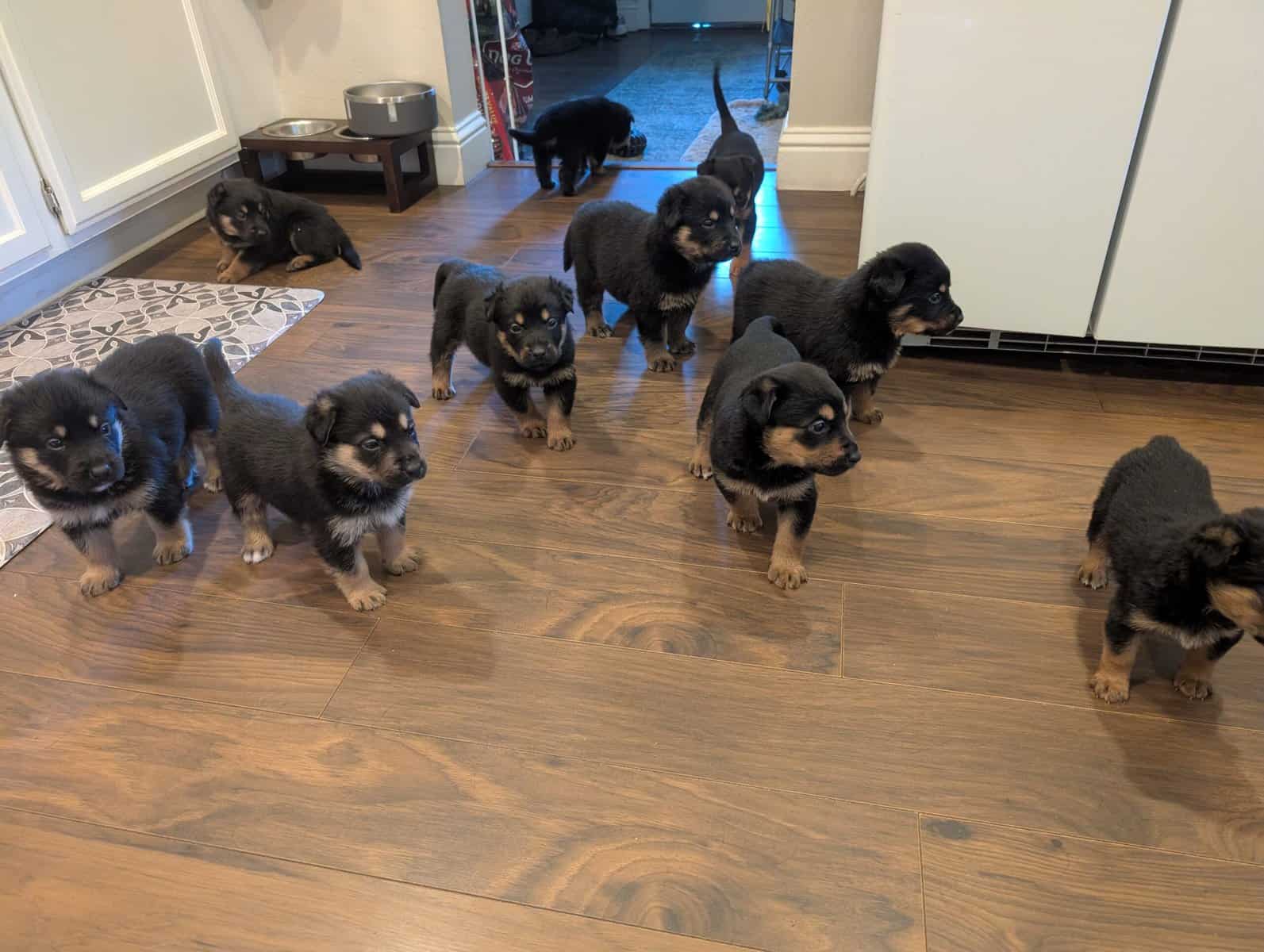 German shepherd mix puppies image 16