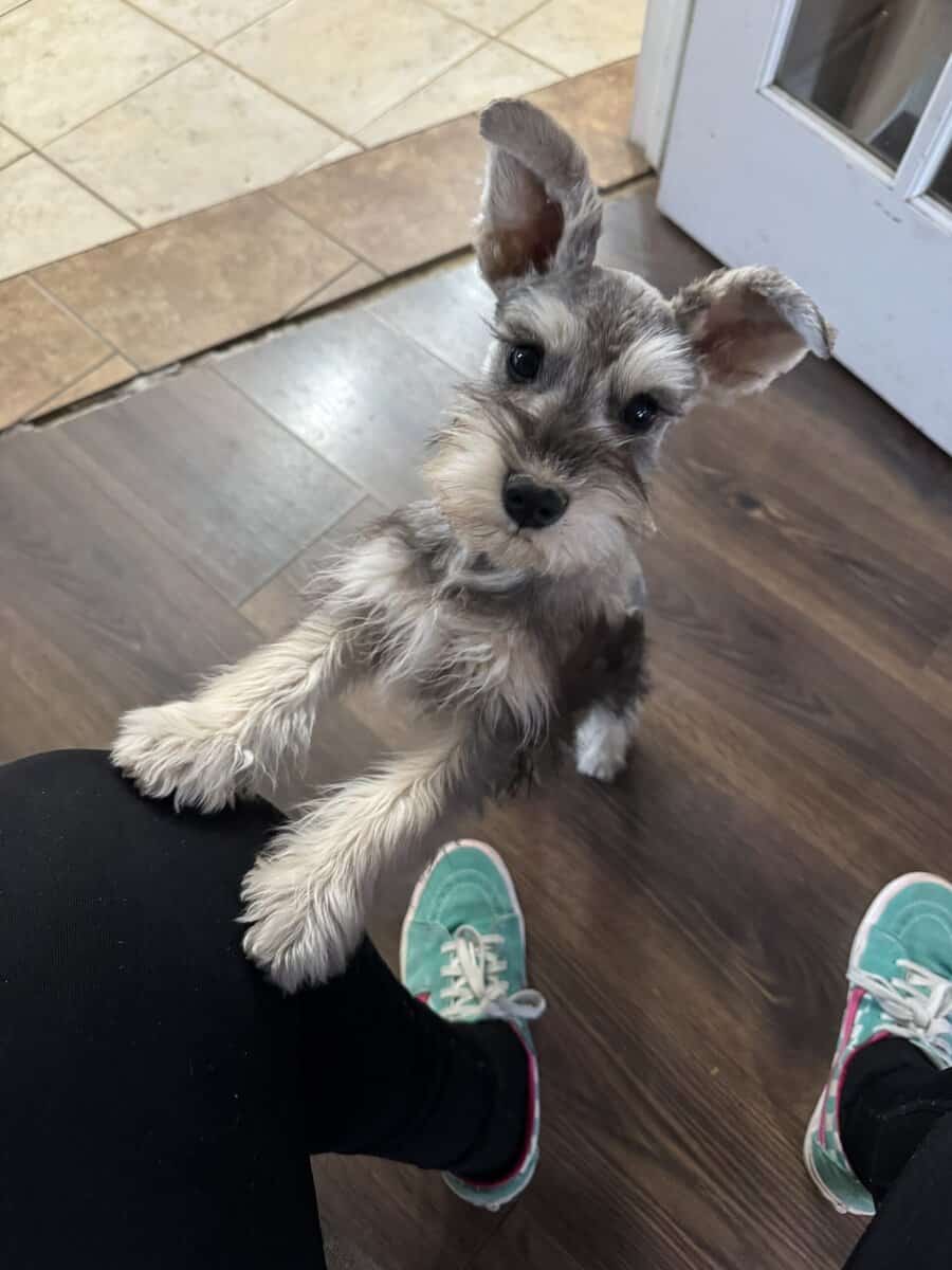 1 left AKC Schnauzer Minis Champion blood image 2