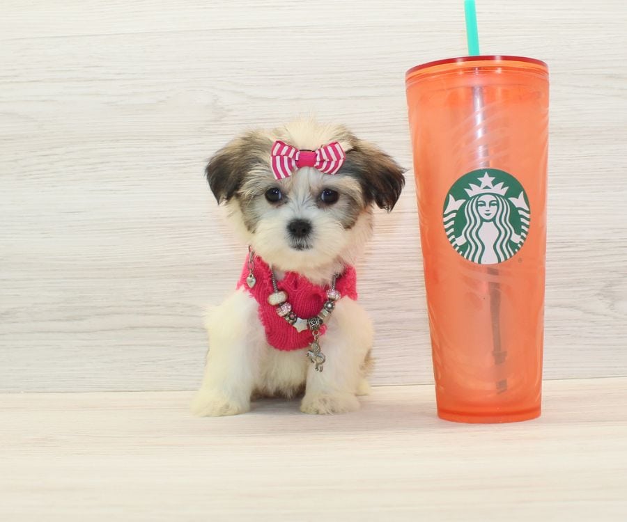Shorkie Puppies For Sale image 6