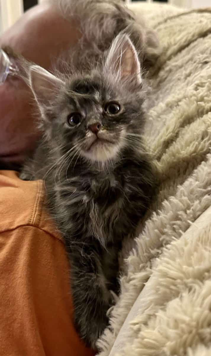 Mainecoons image 1