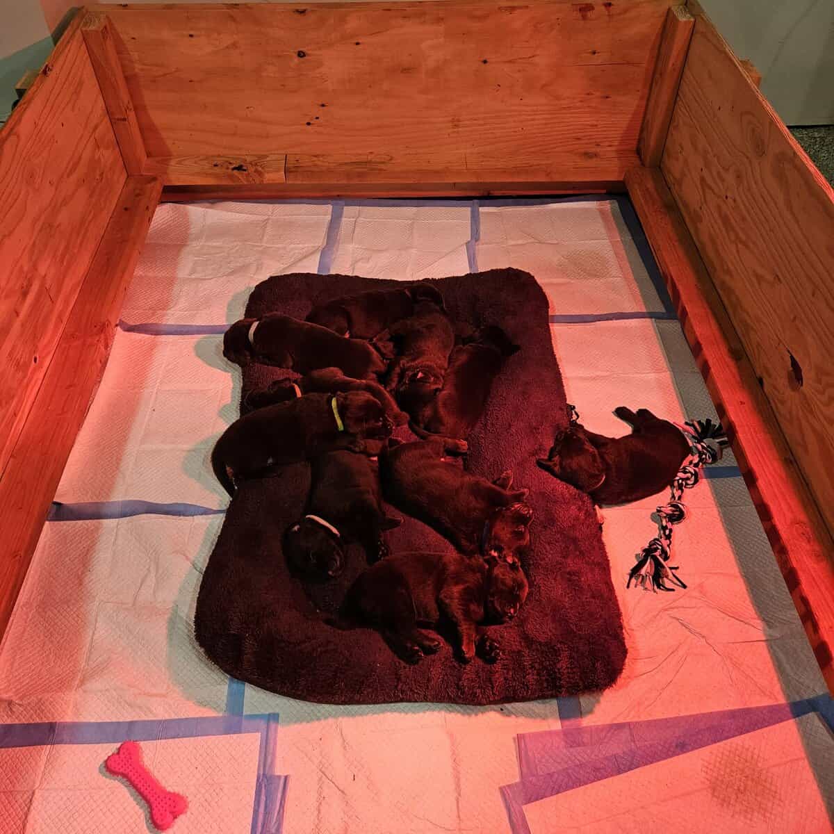 Chocola Labrador Puppies Purebred image 2
