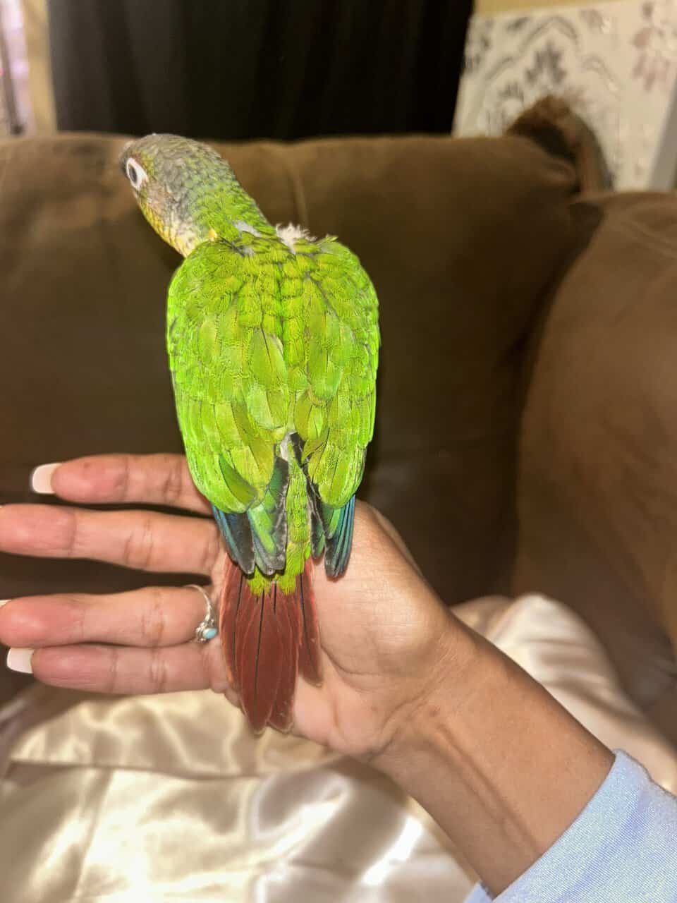 Green cheek conure image 2