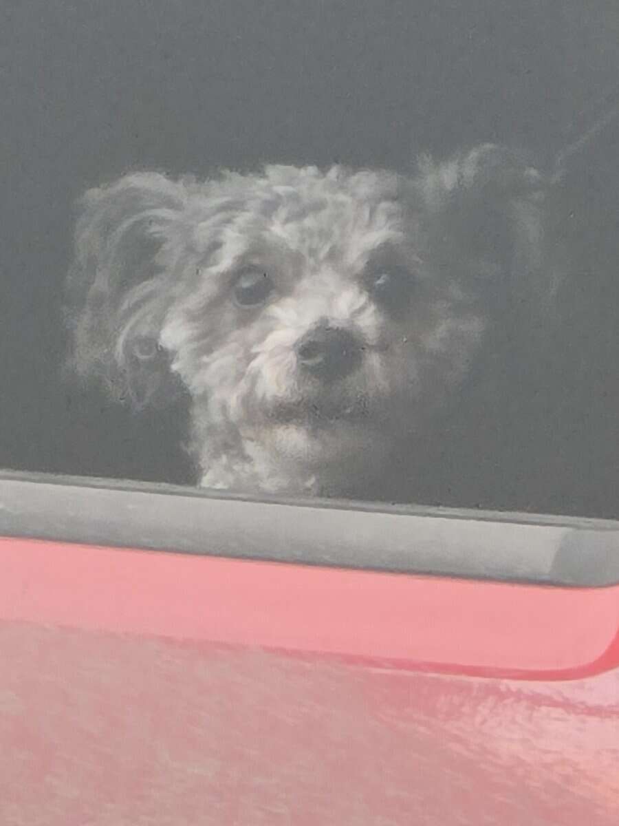 Sweet 8-Year-Old Maltipoo – Potty Trained & Vaccin image 6