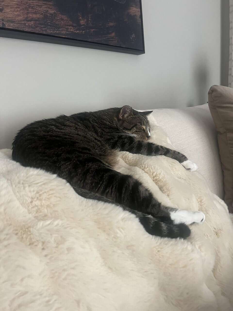 Needing a home for my Cat image 2