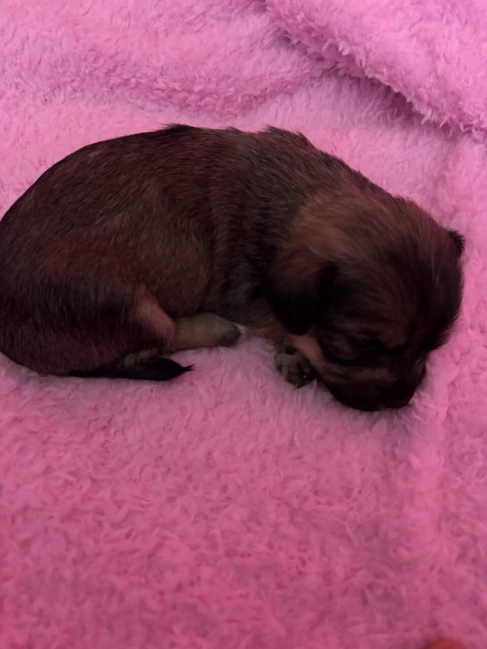 Zeailah a patterdale terrier mix image 5