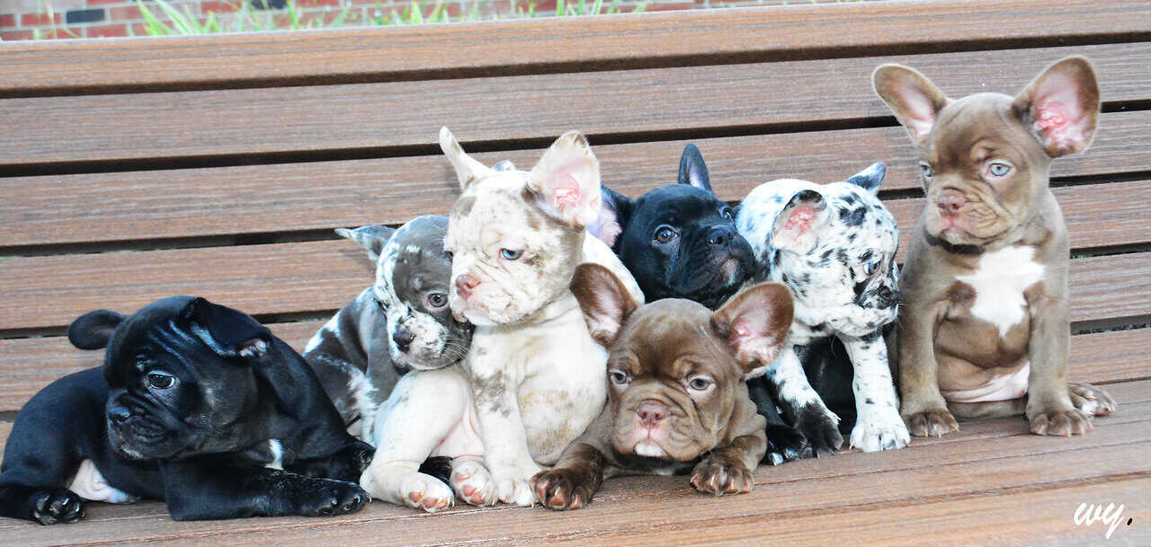 AKC Choc Rojo Frenchie image 3