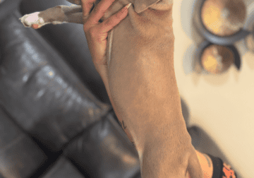 pitbull/bully puppies