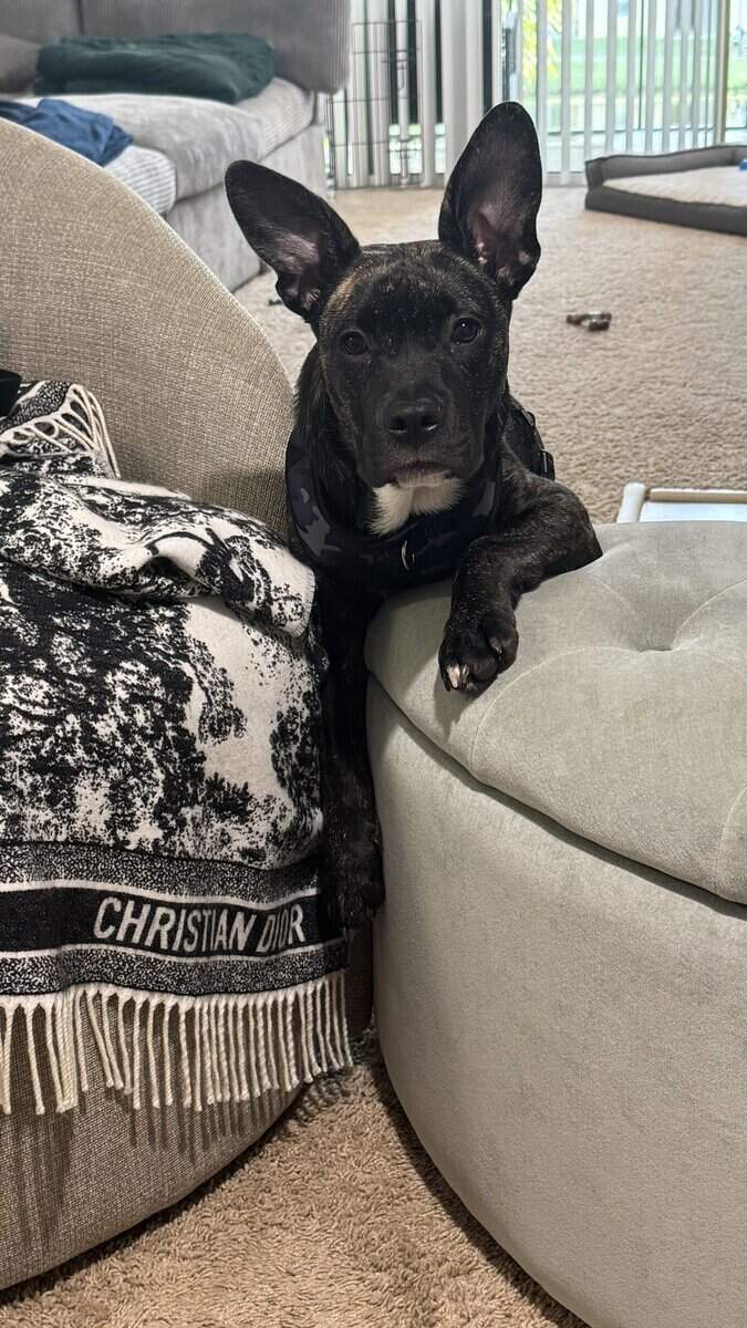 6 month old sweetheart image 4