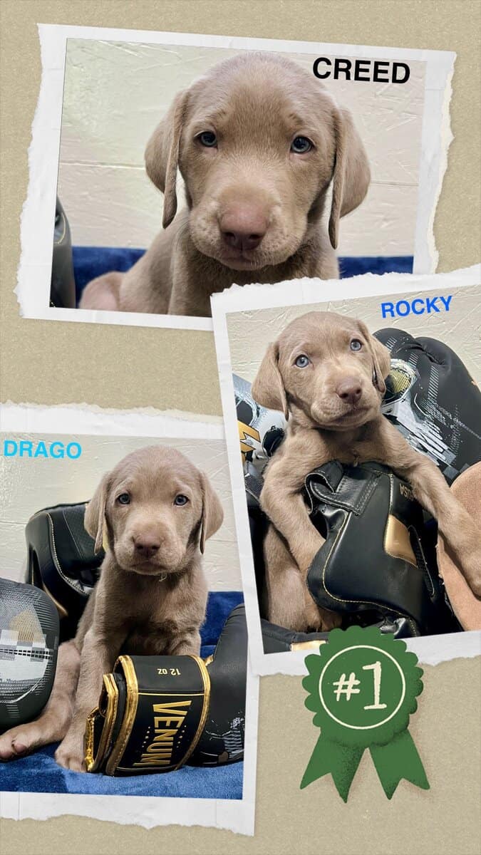Silver Labrador Puppies, AKC, DNA, microchip, more image 4
