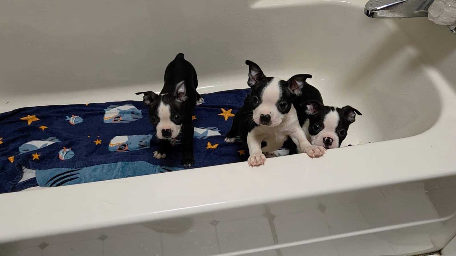 Boston Terrier Puppies image 1